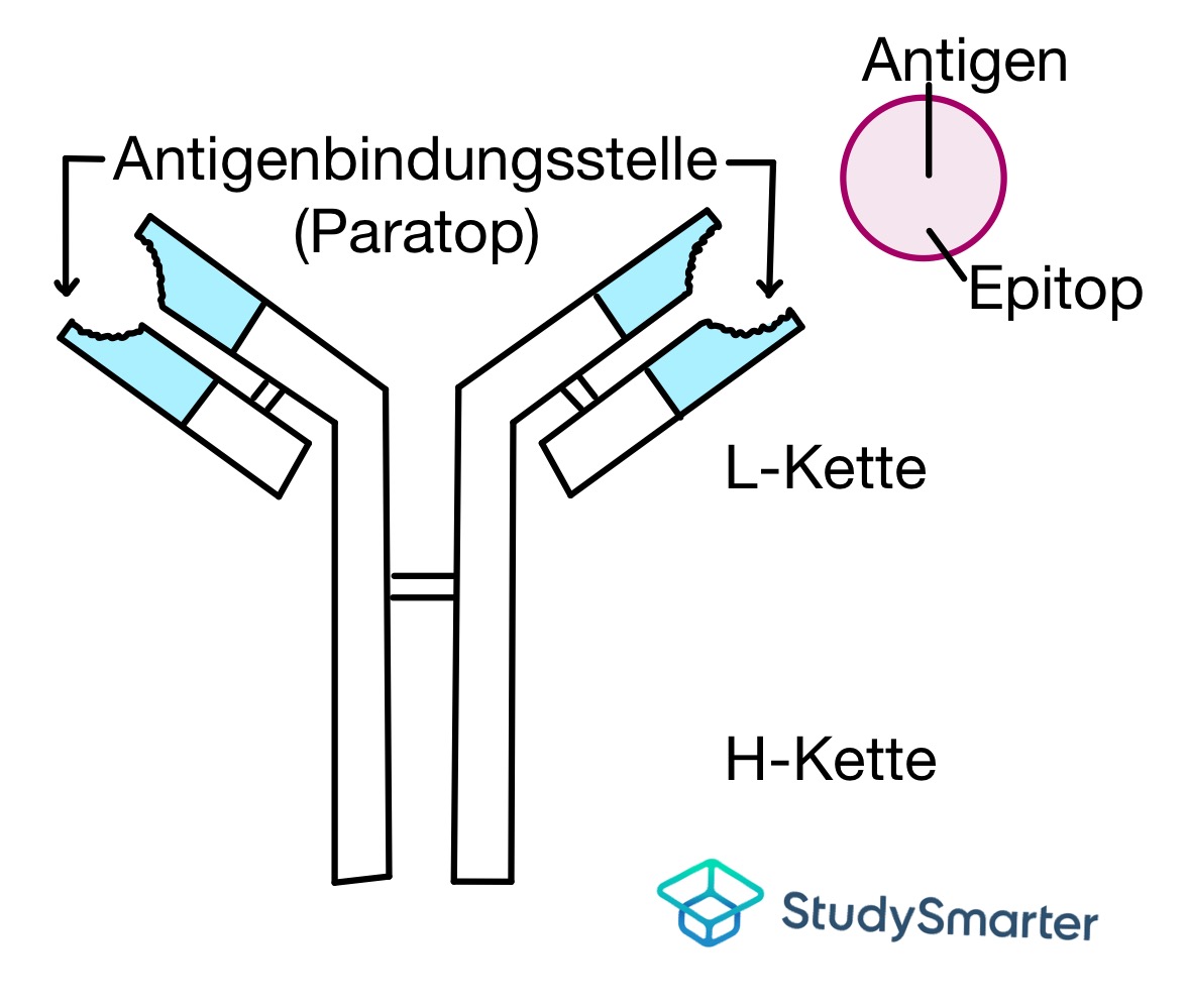 Immunsystem Antikörper StudySmarter