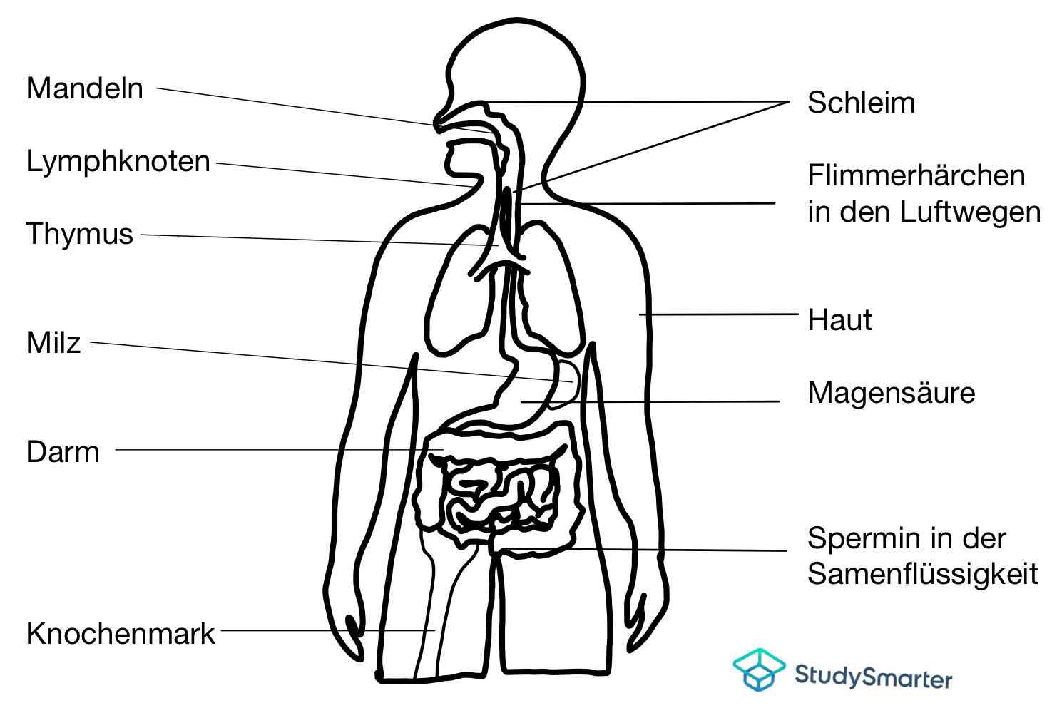 Immunsystem Organe des Immunsystems StudySmarter