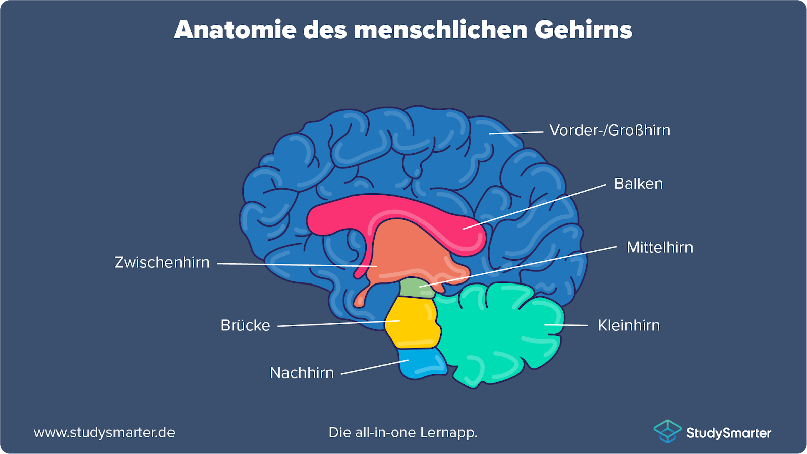 Biologie Schulfach Biologie Gehirn StudySmarter