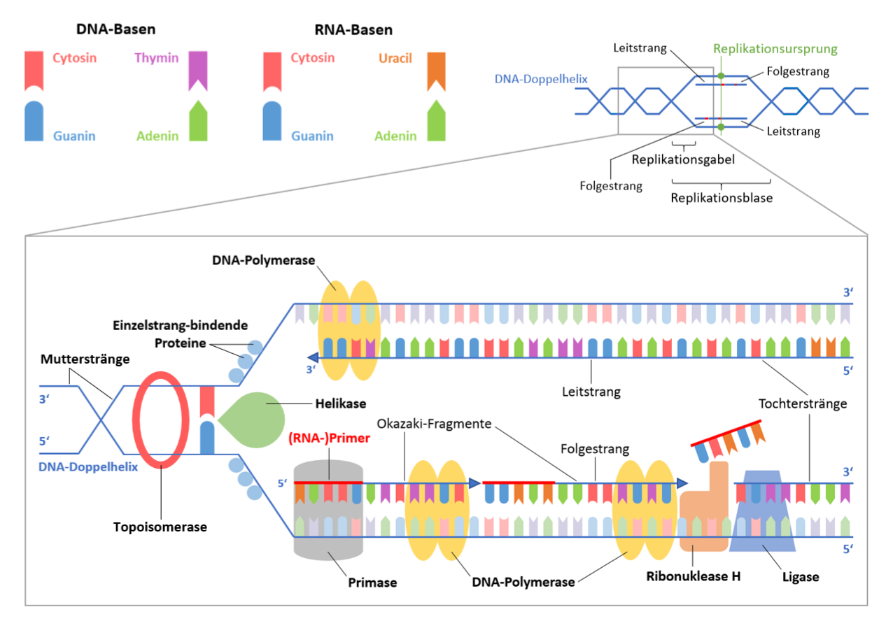 Molekulargenetik Schema DNA-Replikation StudySmarter